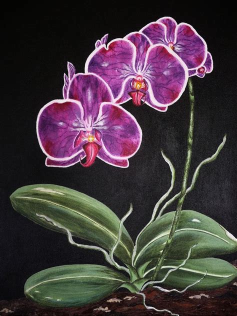 Phalaenopsis Magic: Orchid Symbolism in Art and Culture